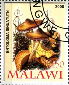 Stamp, Entoloma Sinuatutn, Cinderellas,  , Mushrooms