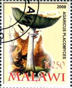 Stamp, Agaricus Placomyces, Cinderellas,  , Mushrooms