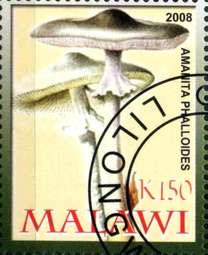 Amanita Phalloides