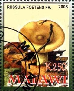 Stamp, Russula Foetens, Cinderellas,  , Mushrooms