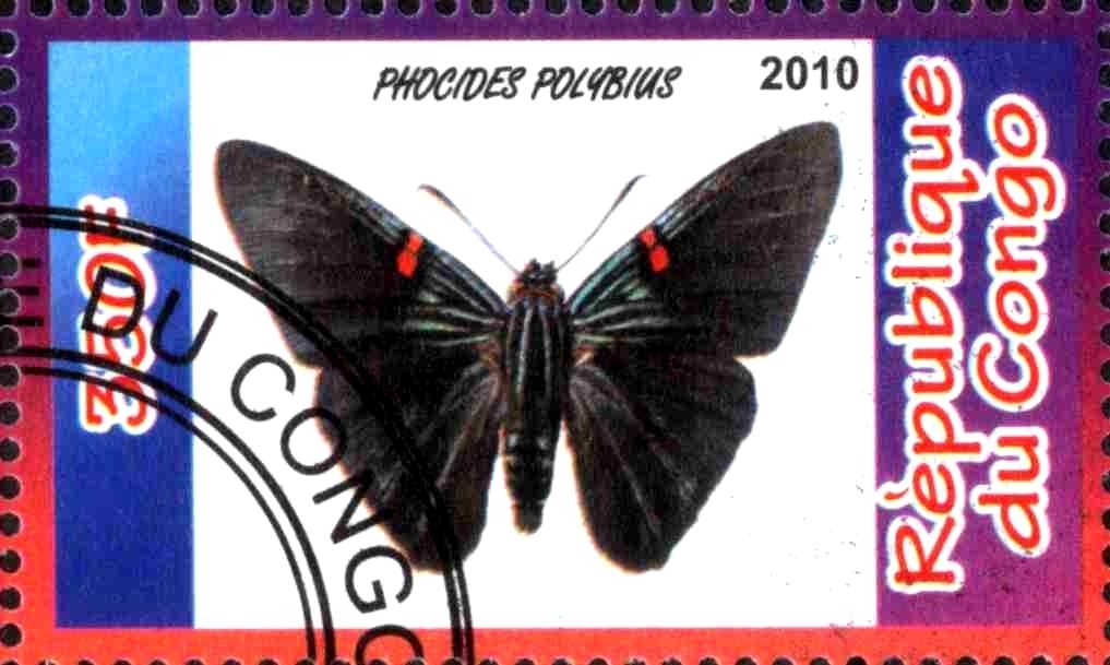 Phocides Polybius