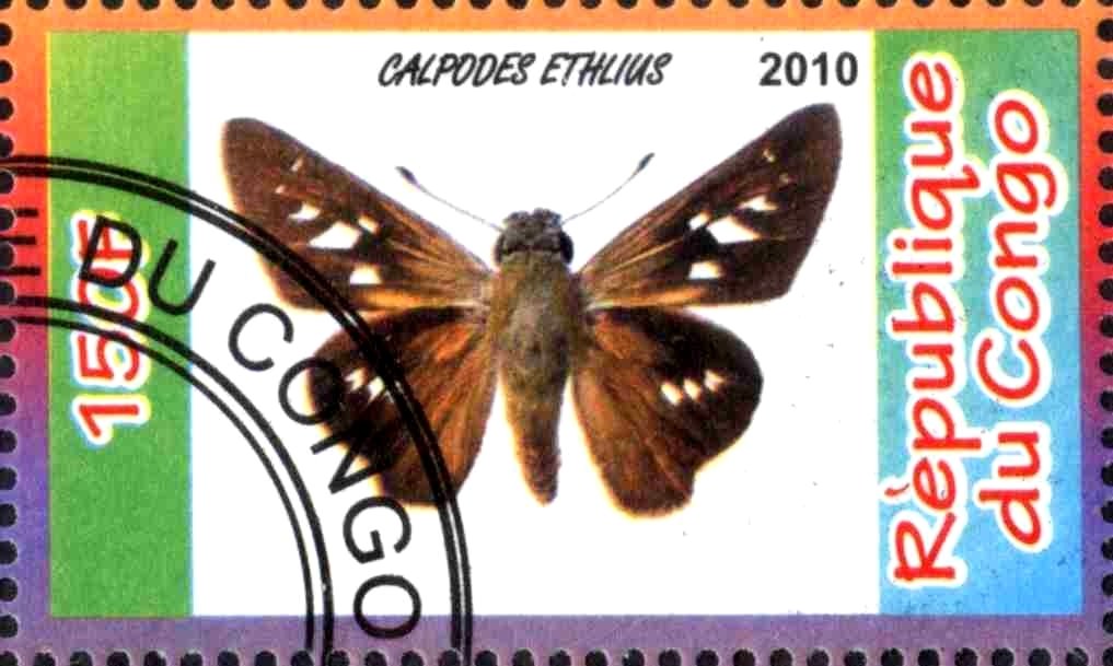 Calpodes Ethlius