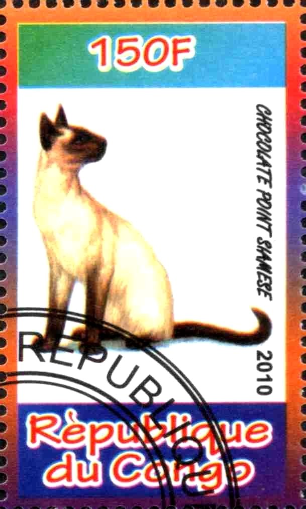 Chocolate Point Siamese