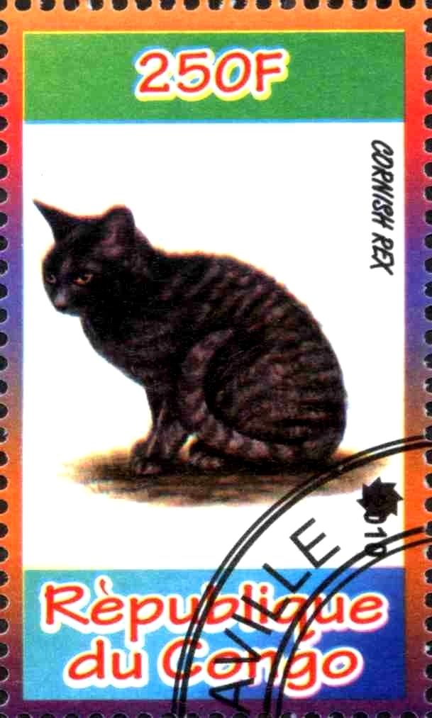 Cornish Rex