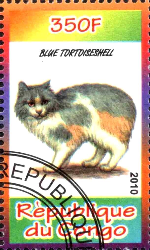 Blue Tortoiseshell