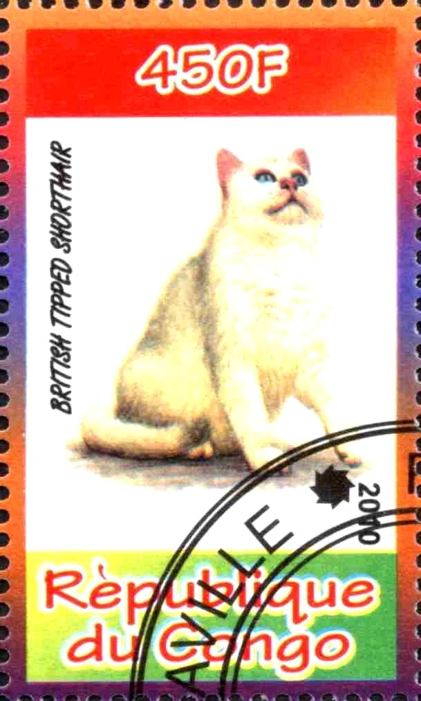 British Tipped Shorthair