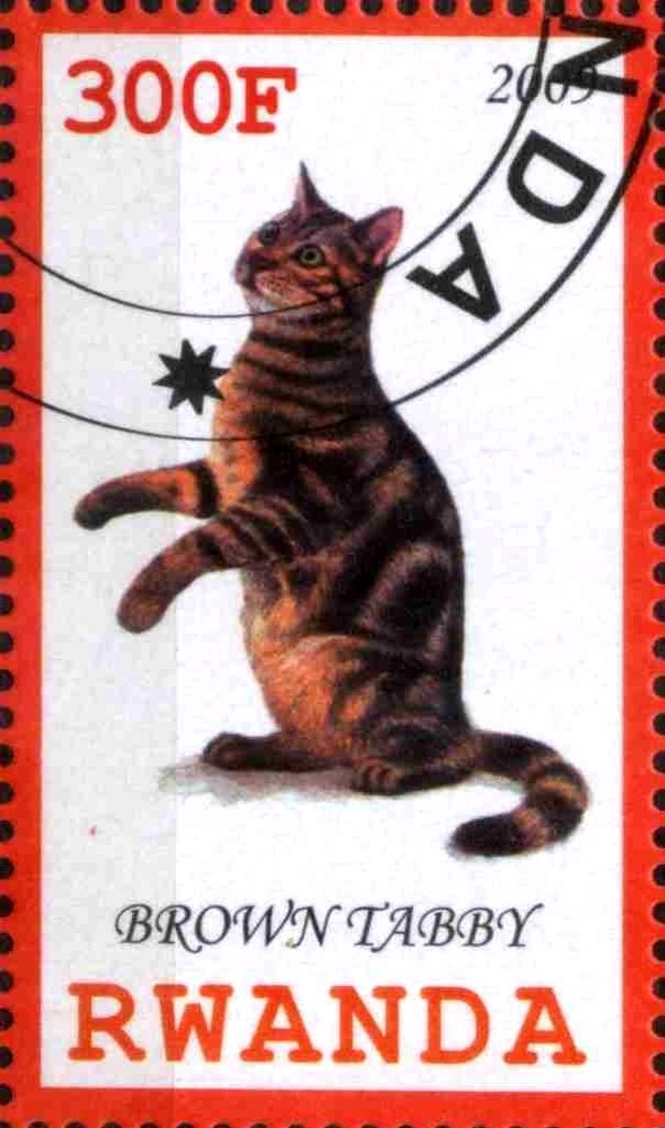 Brown Tabby