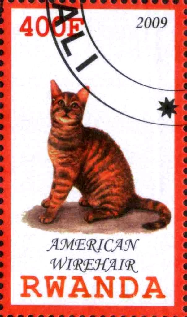 American Wirehair