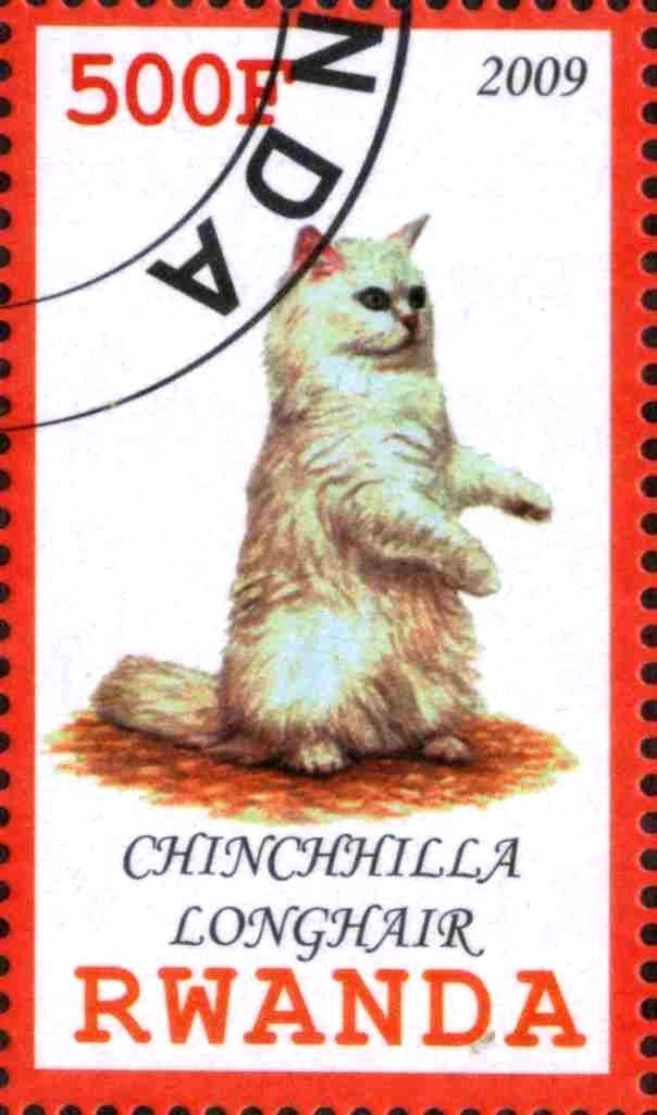 Chinchhilla Longhair