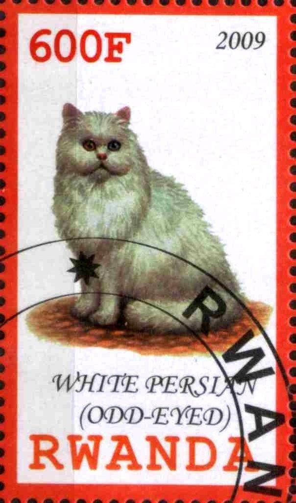 White Persian