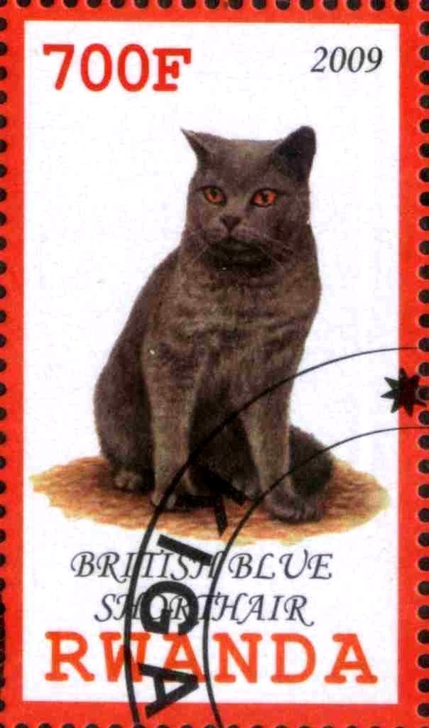 British Blue Shorthair