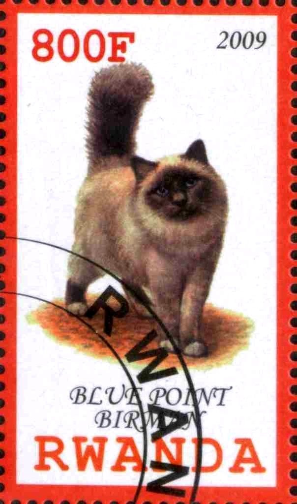 Blue Point Birman