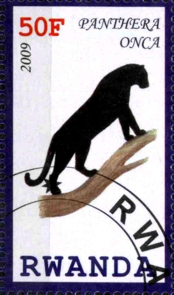 Panthera Onca