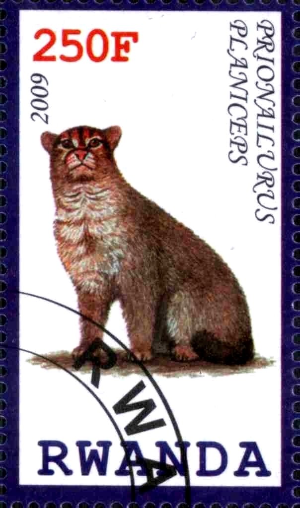 Prionailurus Planiceps