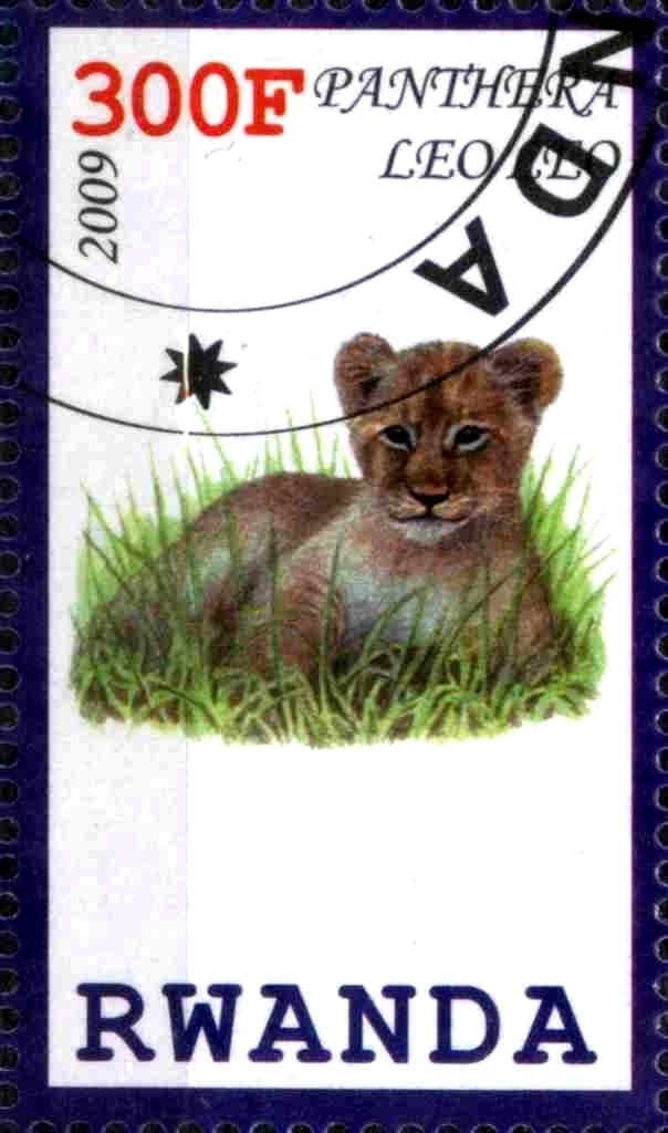 Panthera Leo Leo