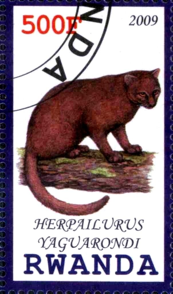 Herpailurus Yaguarondi