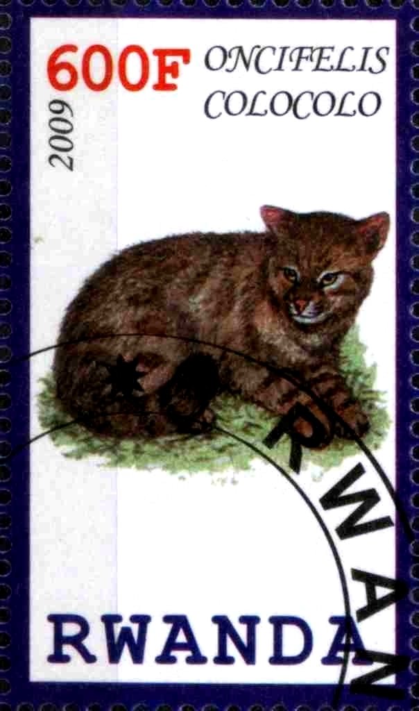 Oncifelis Colocolo