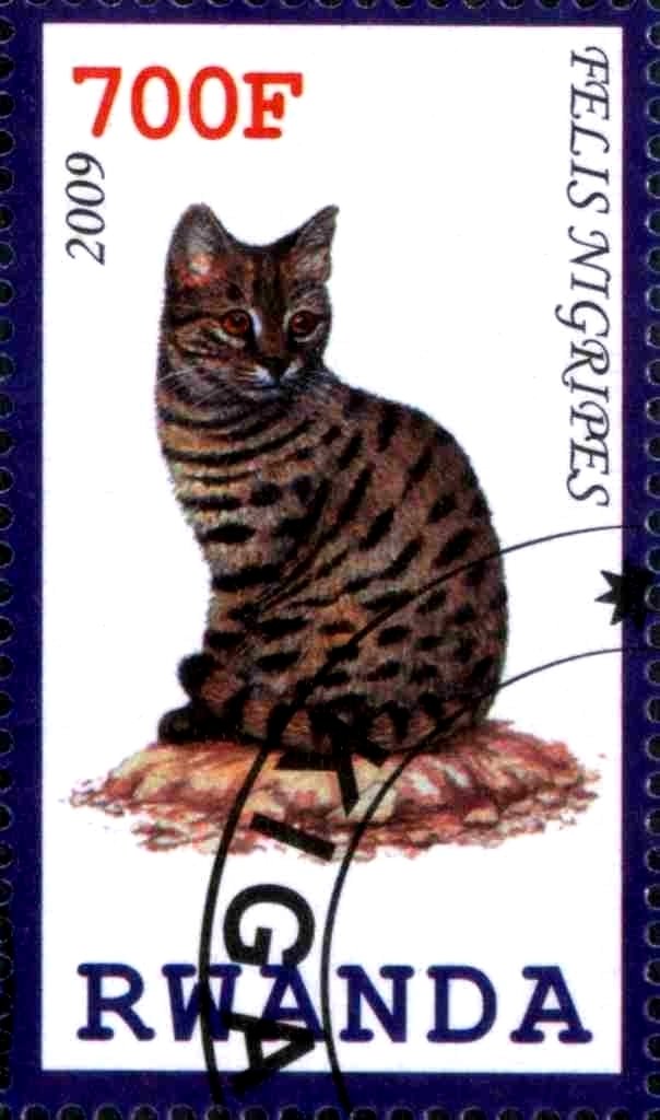 Felis Nigripes