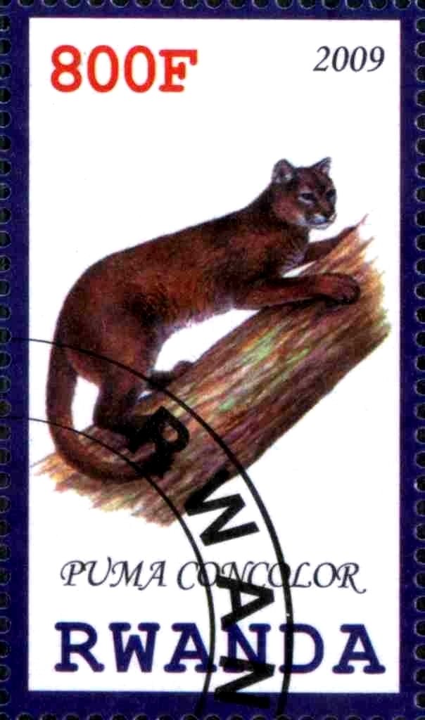 Puma Concolor