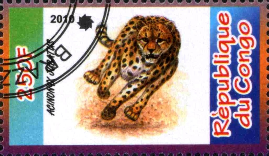 Acinonyx Jubatus