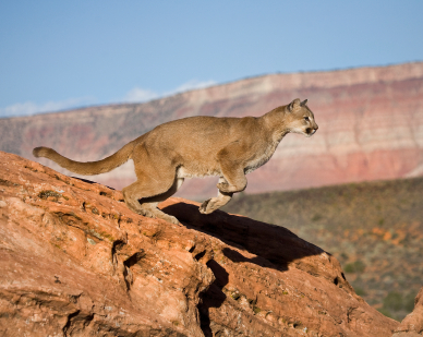 Cougars