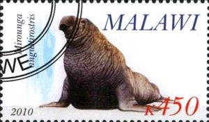 Stamp, Mirounga angustirostris, Cinderellas,  