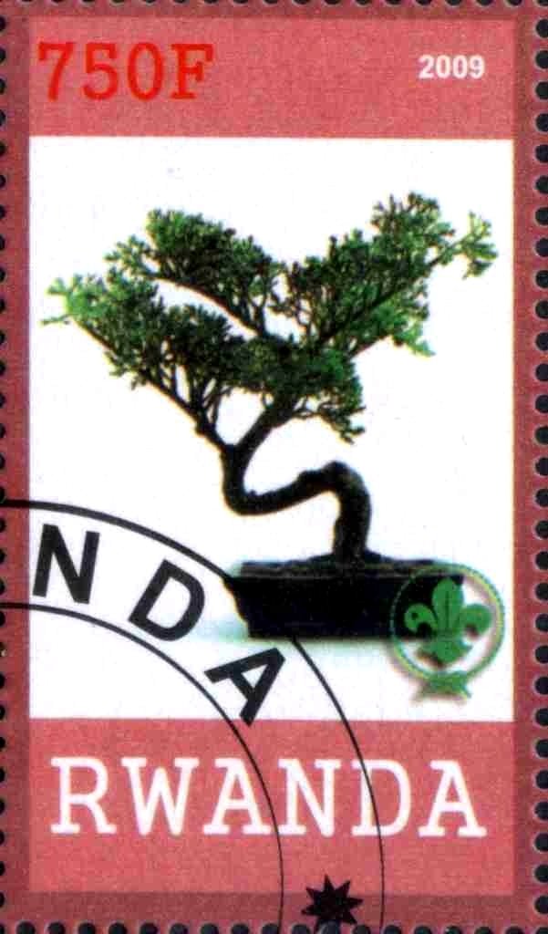 Bonsai