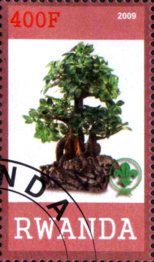 Bonsai