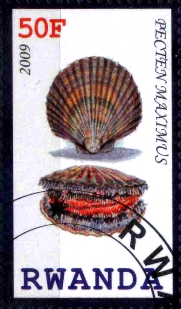Pecten Maximus