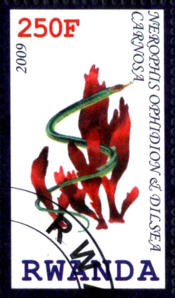 Nerophis Ophidion & Dilsea Carnosa