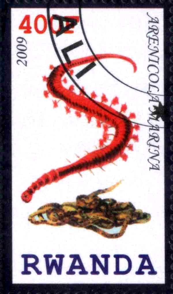 Arenicola Marina