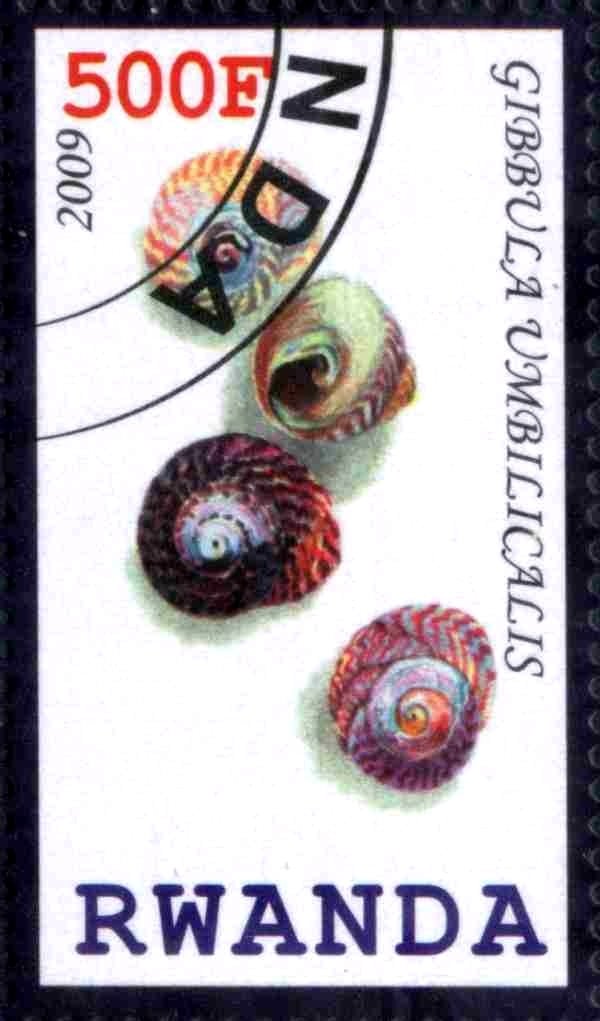 Gibbula Umbilicalis