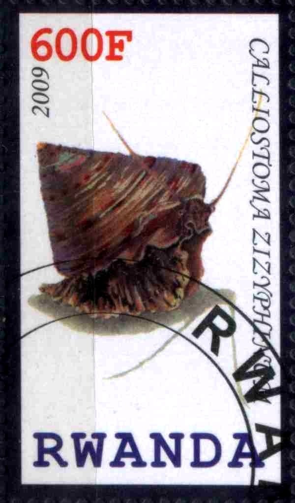 Calliostoma Zizyphinum