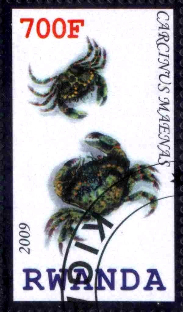 Carcinus Maenas