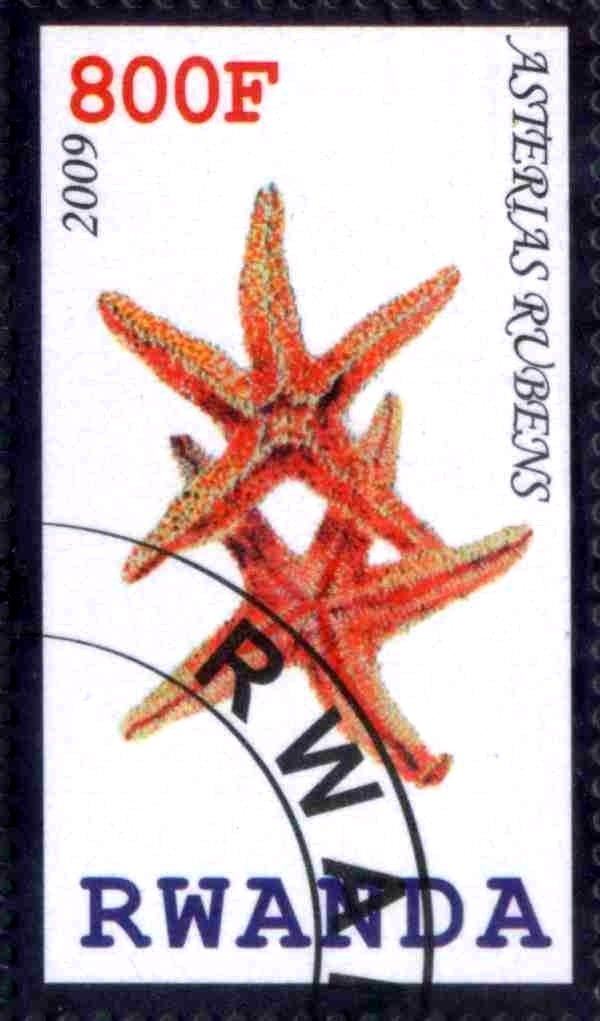 Asterias Rubens