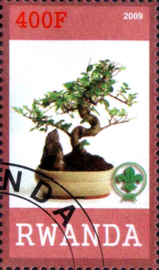Bonsai