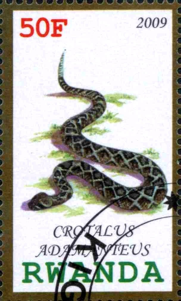 Crotalus Adamanteus