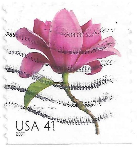Magnolia