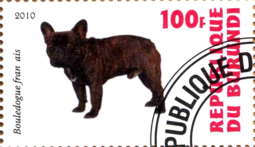 Bouledogue fran ais