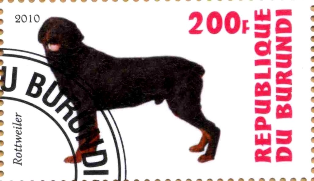 Rottweiler
