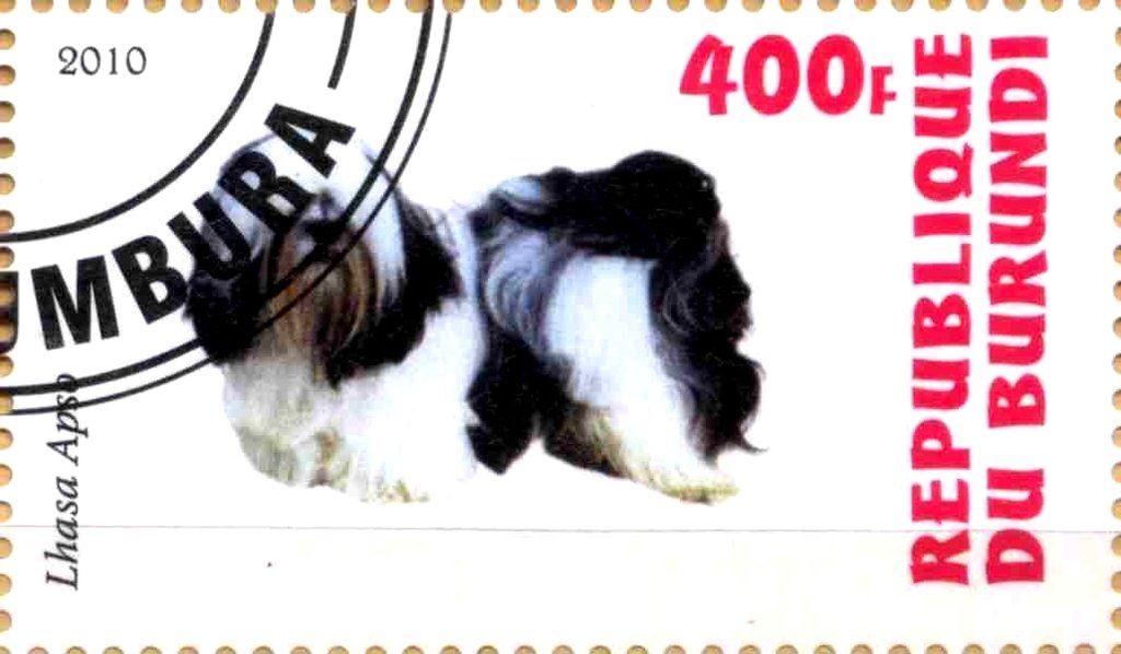 Lhasa Apso