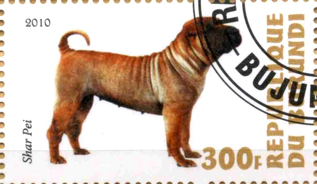 Shar pei