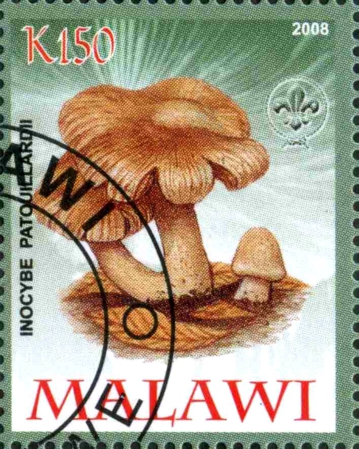 Inocybe Patouillardii