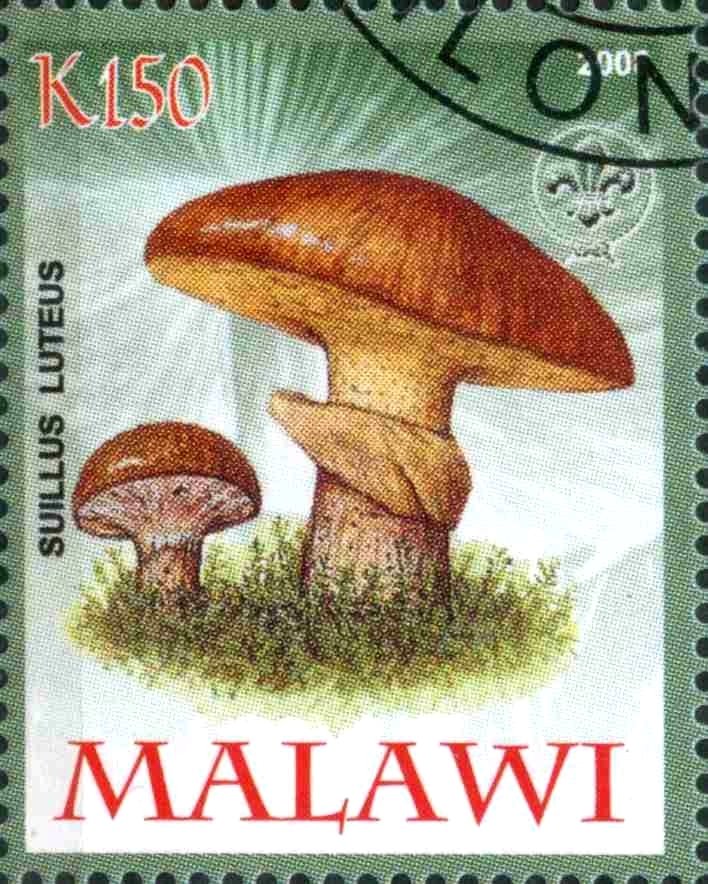 Suillus Luteus