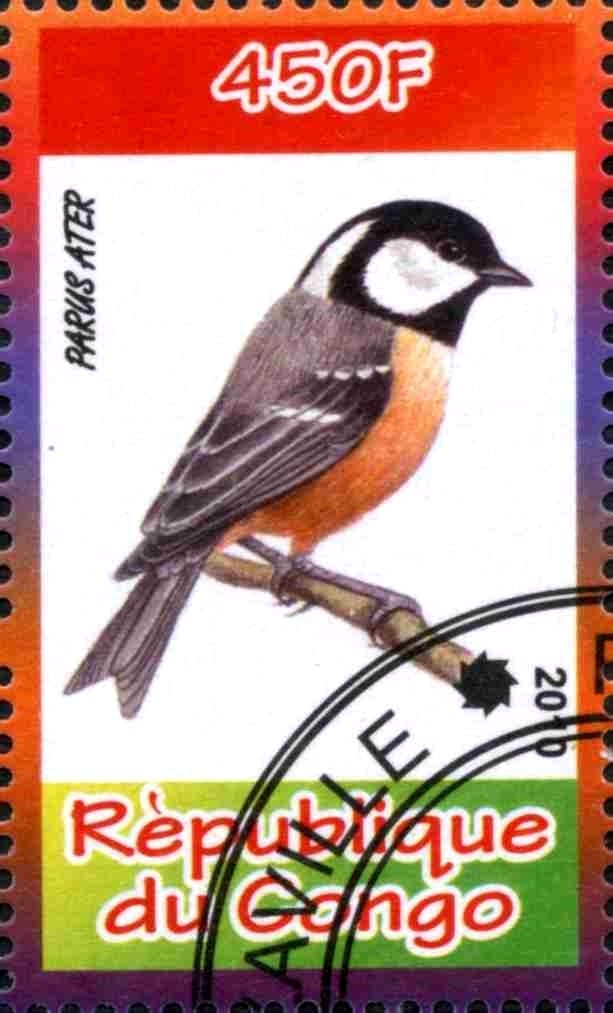 Parus Ater