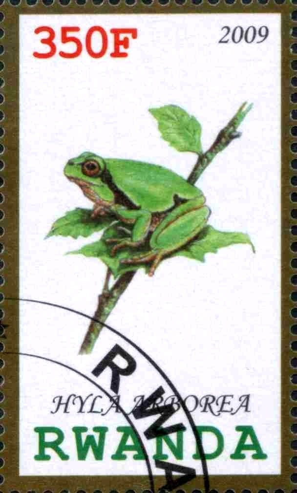 Hyla Arborea