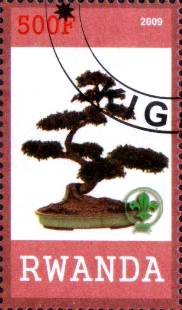 Bonsai