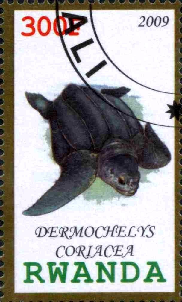 Dermochelys Coriacea
