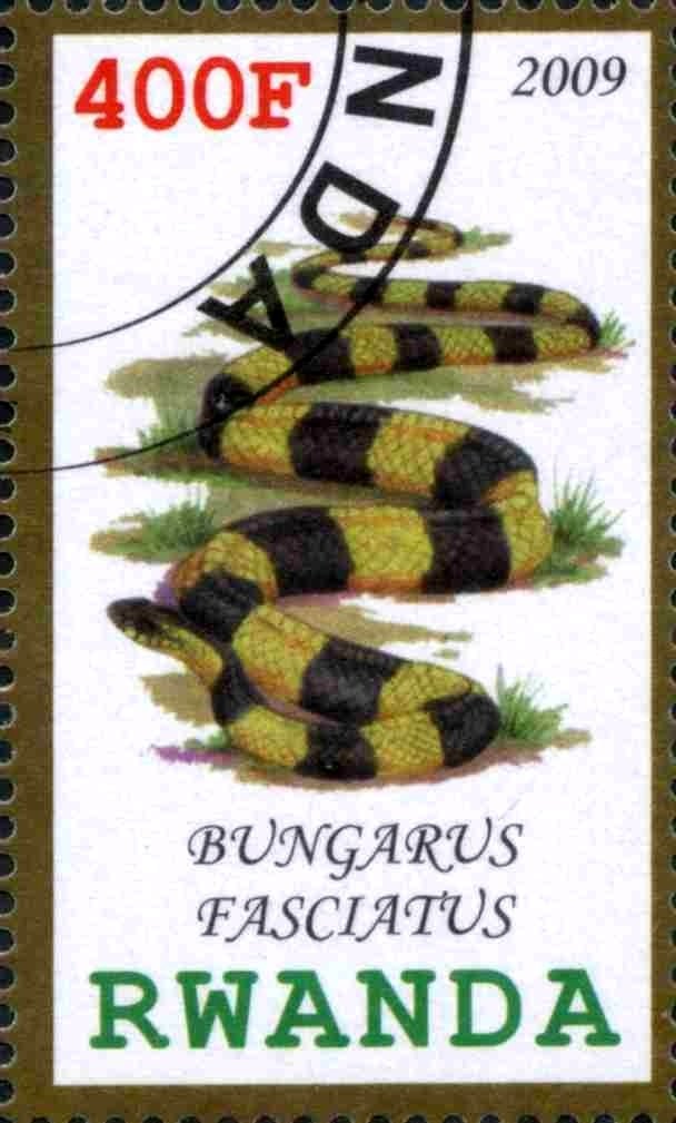 Bungarus Fasciatus