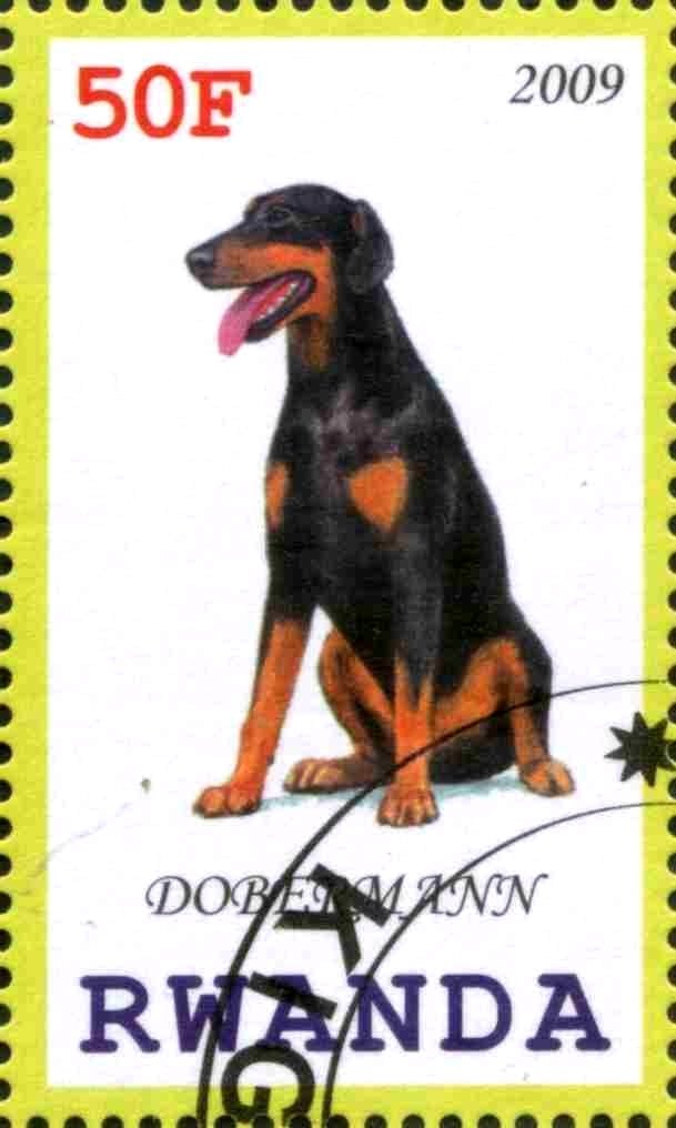 Dobermann